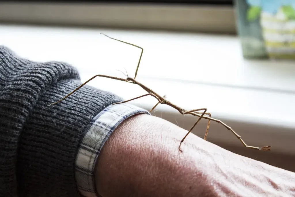 Jak urządzić terrarium dla patyczaka – praktyczny poradnik