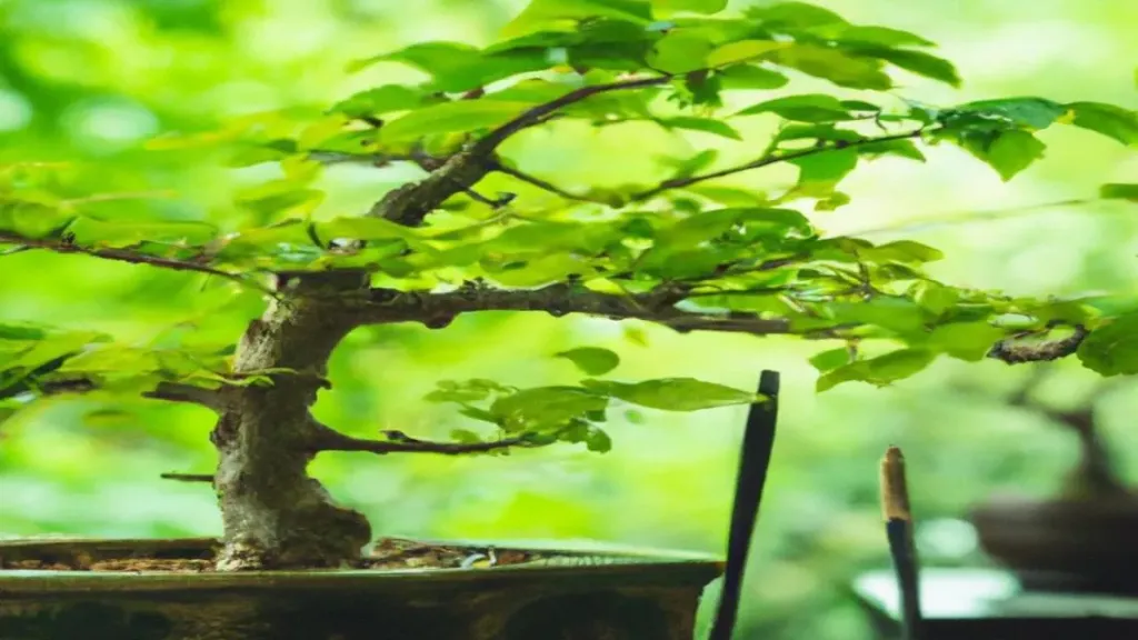 Zielone hobby: jak dbać o drzewko bonsai?